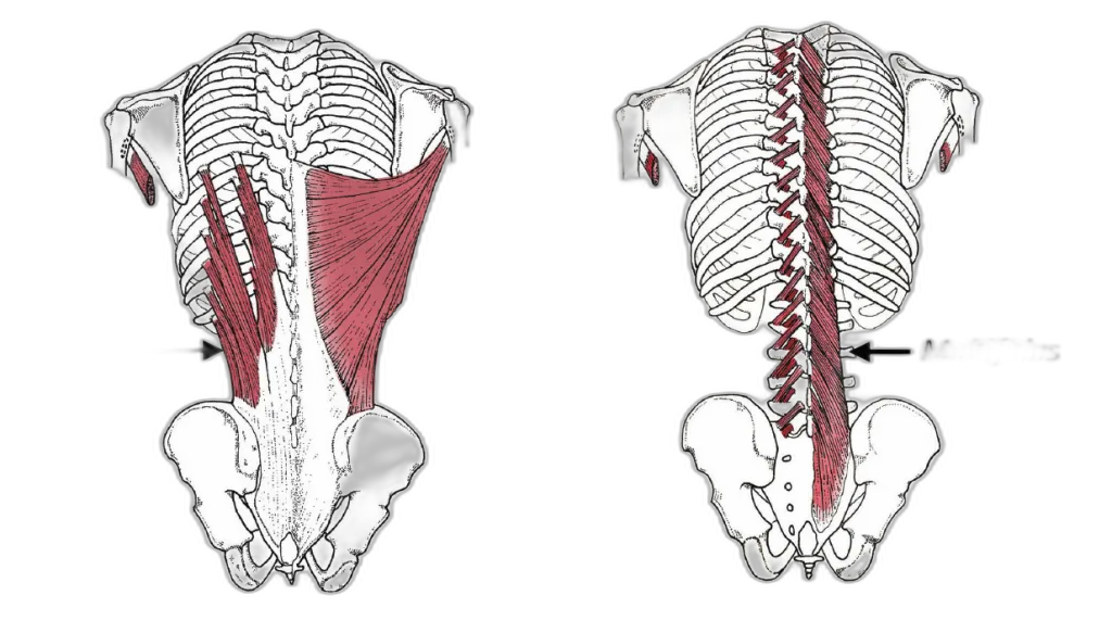 Alpha3D - AI: create detailed anatomical back muscles based on the image